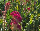 16celosia cristata